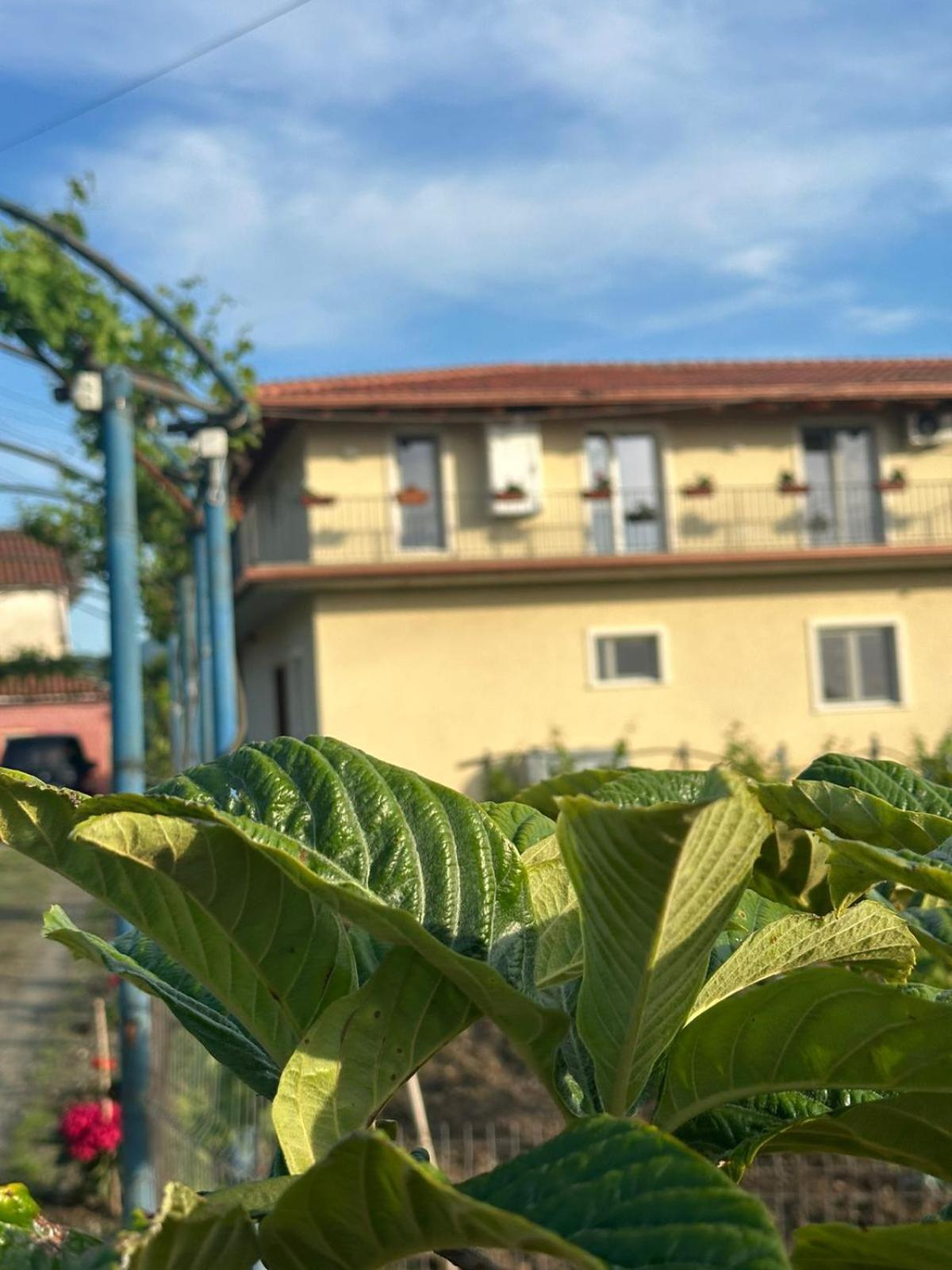 Guesthouse Marku - Mrizi I Zanave Fishte Exterior foto
